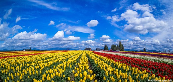 Skagit Valley Tulip Festival