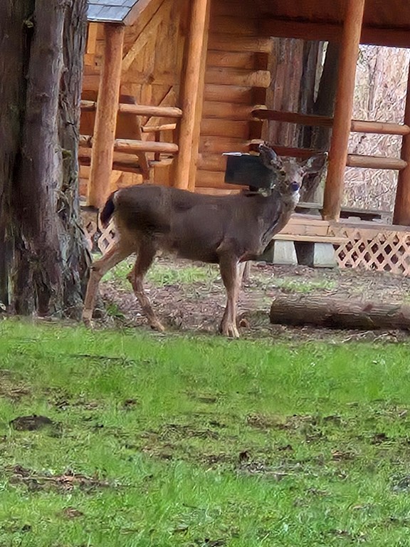 Deer's family visited in campground.