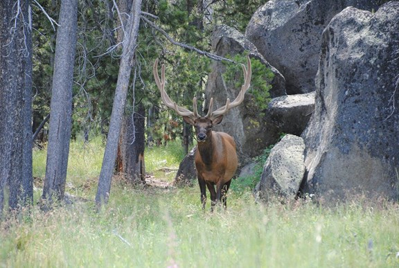 Hunting (big game)