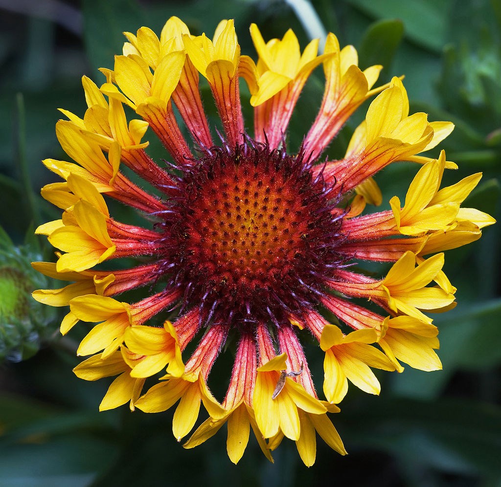 Native Planting - Community Input Welcome!