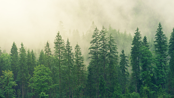 Manistee National Forest