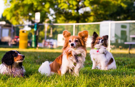 KampK9® Dog Park