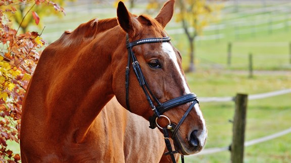 CJ's Stable