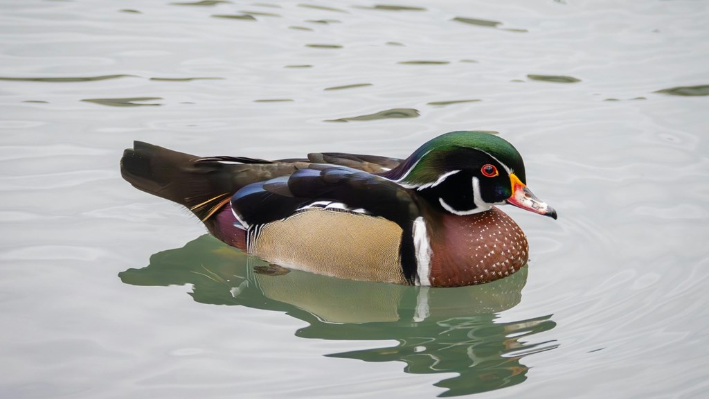 A Guide to Bird Watching in Cadillac, MI