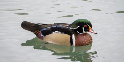 A Guide to Bird Watching in Cadillac, MI