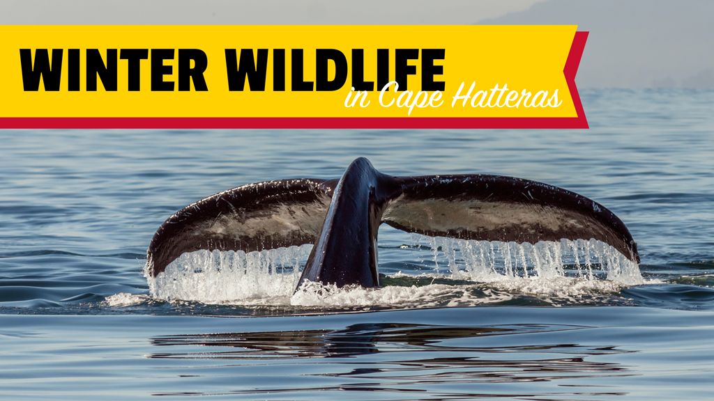 6 Winter Wildlife in OBX