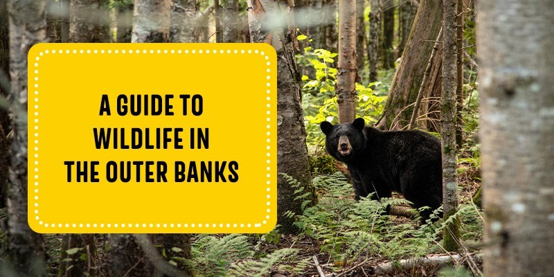 A Guide to Wildlife in the Outer Banks