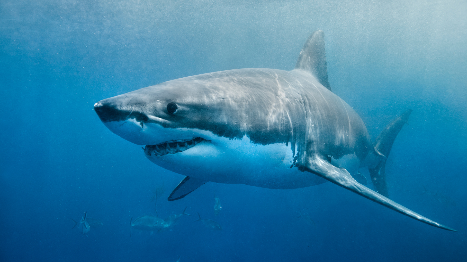 Shark Week Photo
