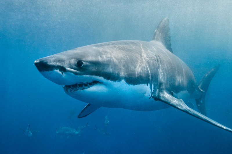Shark Week Photo
