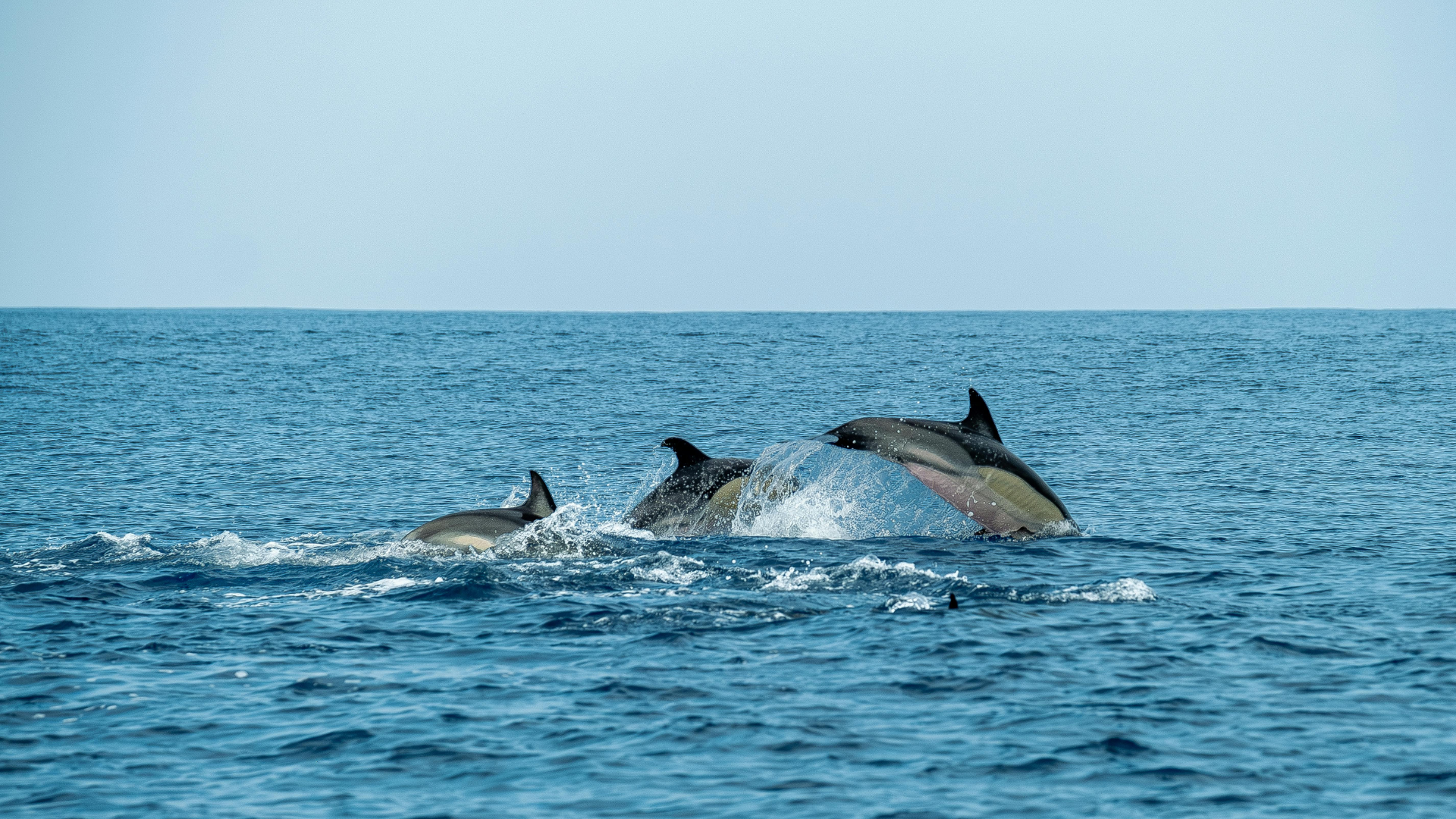 Spring Nature Experiences in the OBX Photo