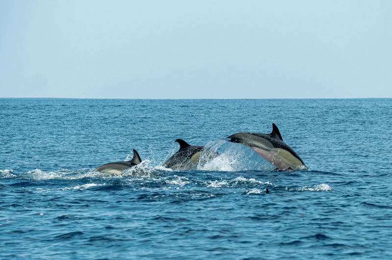 Spring Nature Experiences in the OBX Photo