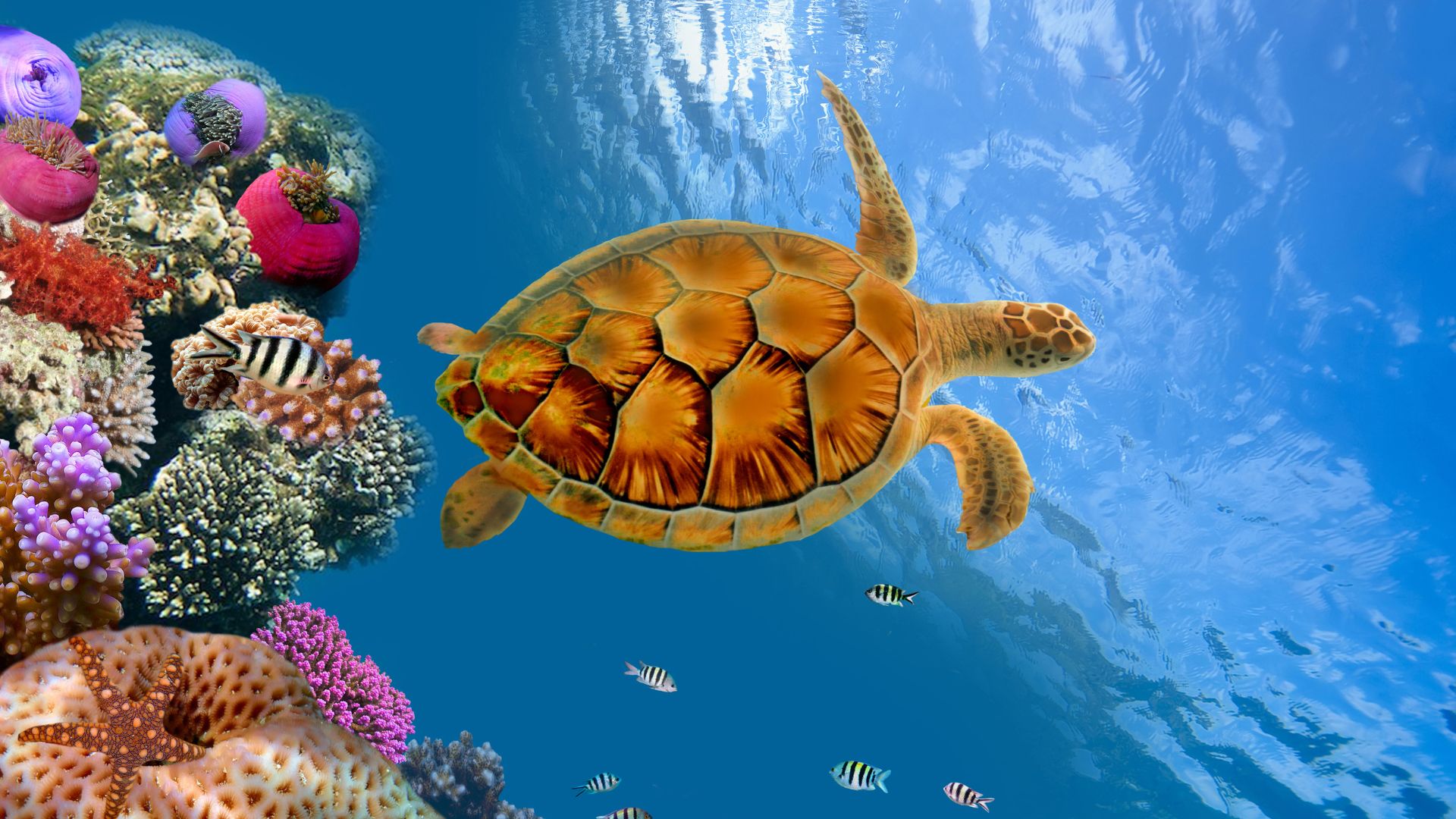 Under the Sea Photo