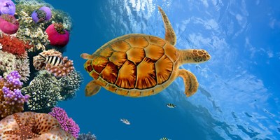Under the Sea