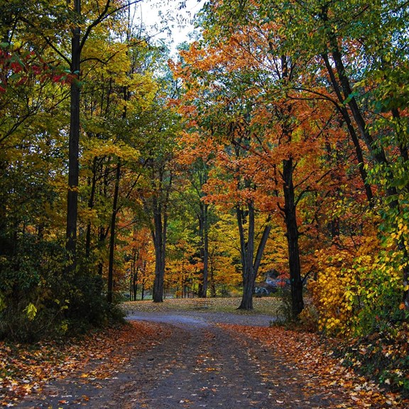 Fall view of campground road