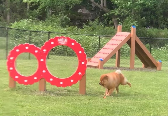 Dog Park
