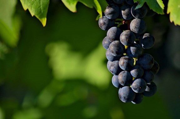 Foris Vineyards & Winery