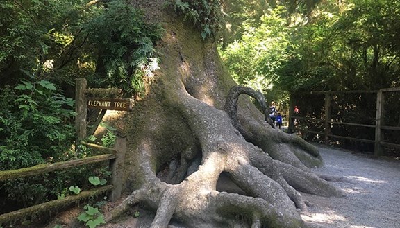 Trees of Mystery