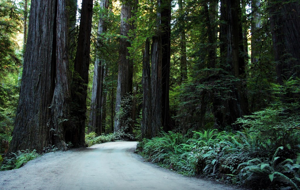 Exploring the Redwoods Near Crescent City: A May Adventure