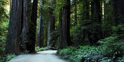 Exploring the Redwoods Near Crescent City: A May Adventure