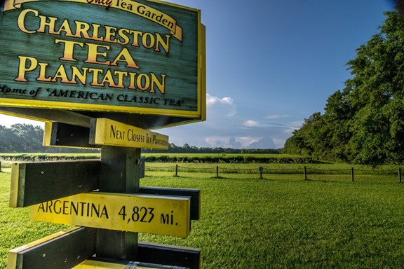 Charleston Tea Plantation