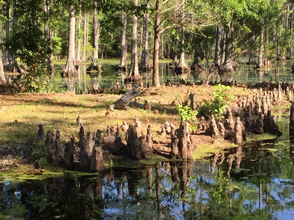 Cypress Gardens