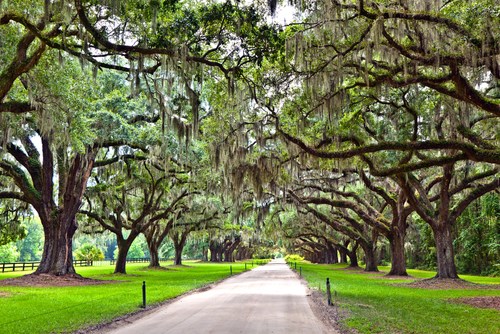 Boone Hall Plantation