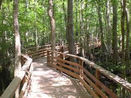 Francis Beidler Forest