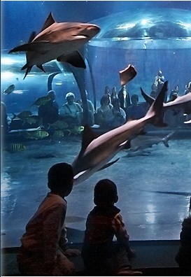 Oklahoma Aquarium