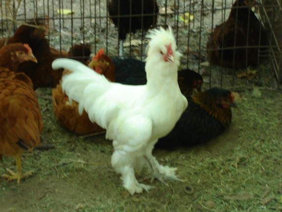 "Costello" one of our Barnyard Exotics
