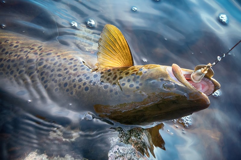 Tim Hill Memorial Trout Tournament Photo