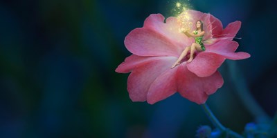 Potions & Pixie Dust Fest Week