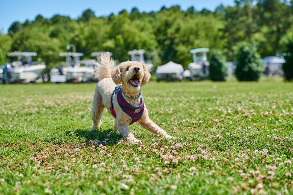 Dogs are always welcome at Chesapeake Bay KOA