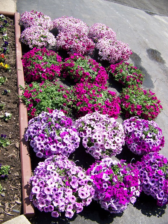 TOM's Farm Market and Greenhouses