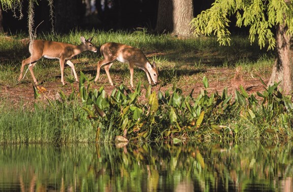 Brooker Creek Preserve