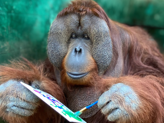 Suncoast Primate Sanctuary – A Forever Home for Remarkable Animals