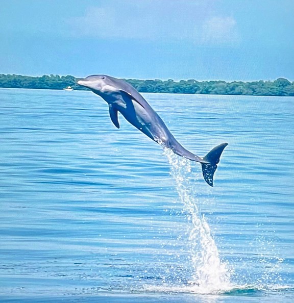 Odyssey Boat Tour -  Dolphin Cruise and Shelling Adventure