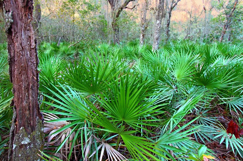 Nature Plant Walk Photo