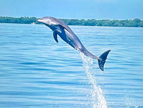 Dolphin Discovery Weekend Photo