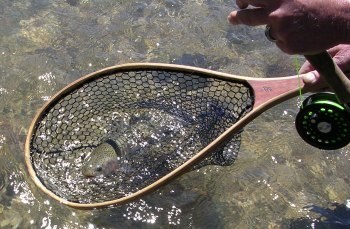 Activities available in the Cody area: