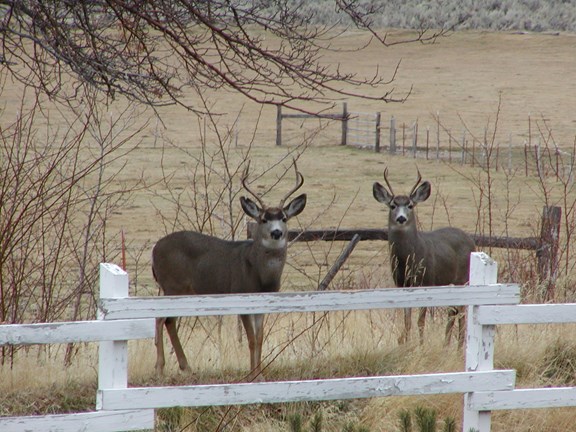 Wildlife