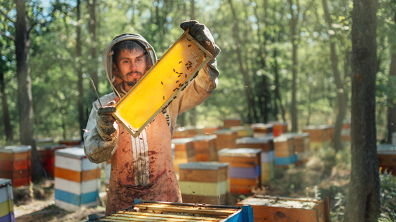 Cornerstone Honey Bees