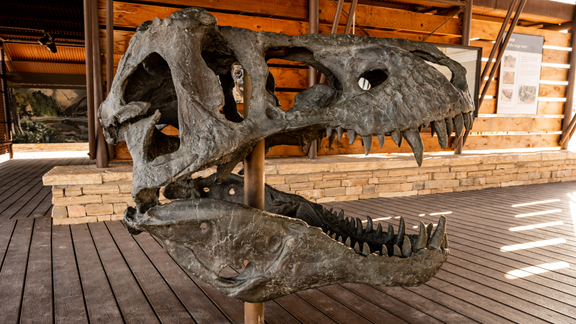 Brazos Valley Museum of  Natural History