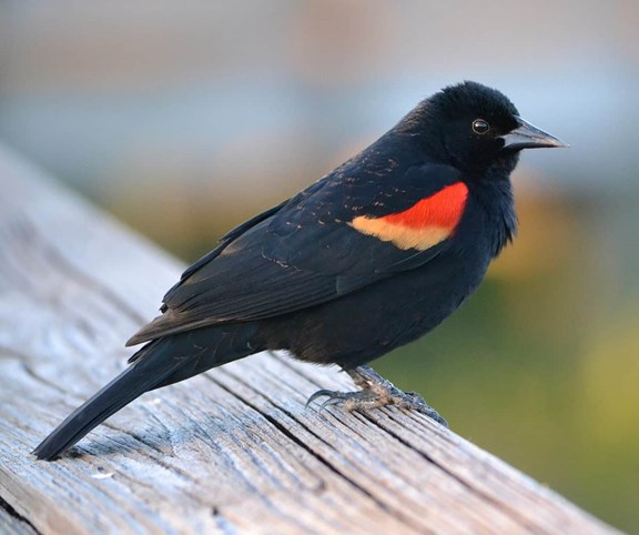 Birding