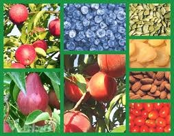 Lehman's Orchard U-Pick - Niles
