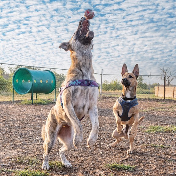 Dog Park