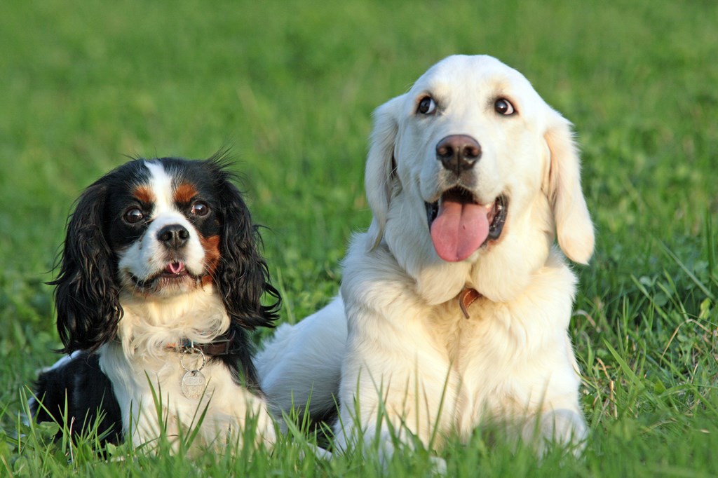 *** TIPS FOR CAMPING WITH PETS ***
