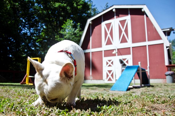 Dog Park