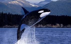 Whale Watching