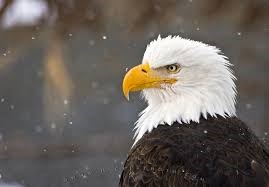 Bald Eagle Interpretive Center