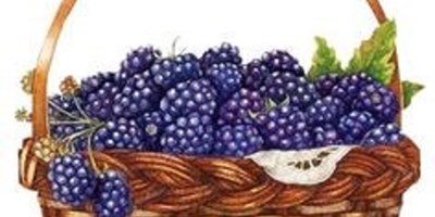 Blackberry Festival